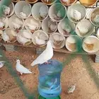 حمام فرنسي سوبر سوبر جامبو