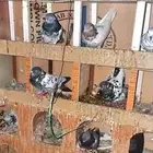 حمام باكستاني