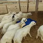 طليان رفيدي شحم ثلاجة خرجات