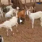 جفار مع الفحل ومعزا خلفات