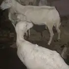 ضان مقاني