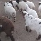 ذبائح ثلاجة
