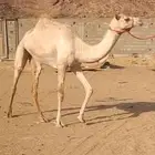 حره انتاج رقم واحد حره معها شهادتها
