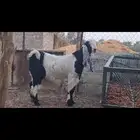 تيس مشروع فحل طيب.