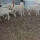 رخال مقنا او ذبايح . وطليان جبرة