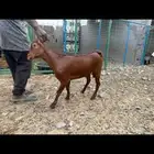 تيس محايلي زبده تم البيع