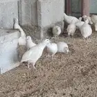 للبيع سمان هجين تاكساس