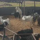 فخل ابيض واحمر وعنز شحم. وخلفات