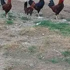 ديوك ترثه عربي اصيل