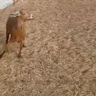 حايل شحم ونظيفة