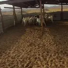 تيوس شحم نظيفة
