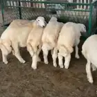 ذبائح فاخره غنم تربيه وليس غنم شبوك للبيع