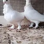 للبيع جوز حب الرمان