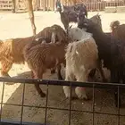 تيوس ذبايح شحم