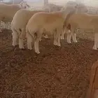 طليان ذبايح