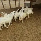 طليان شحم رفيدي ثلاجة منادي
