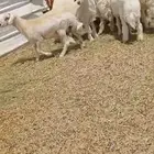 رخال مقنى .. وطليان شحم