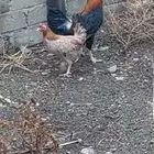 دجاج بلدي ترثه اصيل ..