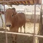 حسيل بلدي للبيع
