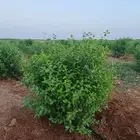 مزرعة للايجار جنوب المدينة المنورة