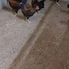 ديوك ترثه اصل تمم البيع