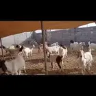 ماعز هجين بورقوت للقناى