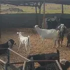 معزا خلفات ودفيع وضريع وفحول...