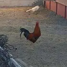 دجاج للبيع