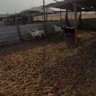 منادي ثلاجة تيوس وجفار شحم