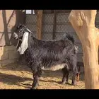 ( تم البيع ) مشروع فحل عارضي اعطر فاخر