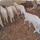 سواكن مرابي