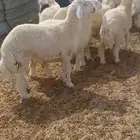 طليان ورخال ثلاجة مناسبات