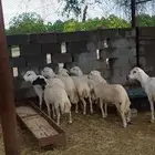 لدينا خرفان بلدي للبيع