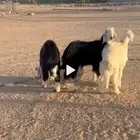 خرفان نجد