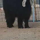 للبيع عنزين عوارض من العيار الثقيل