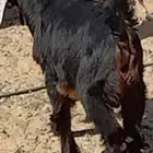 مشروع فحل بيشي