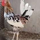 للبيع ذيك ترثه
