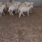 طليان ورخال شحم مناسبات ثلاجة