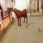 تيس احص للبيع