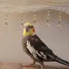 كروان للبيع
