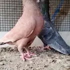 للبيع جوز زاجل