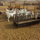 تيوس شحم. وجفار مقاني وفحل