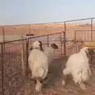 خروف ورخلين نعيم