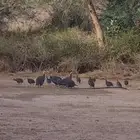 حجل حبش منتج