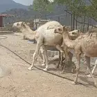 حشوان للبيع