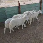 بهم .. وذبايح طليان ورخال مقاني