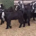 تيوس ذبايح مخاصي