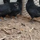 للبيع 3 دجاجات