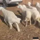 حري خرفان