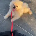 اللبيع كلب مشاهير تربيه